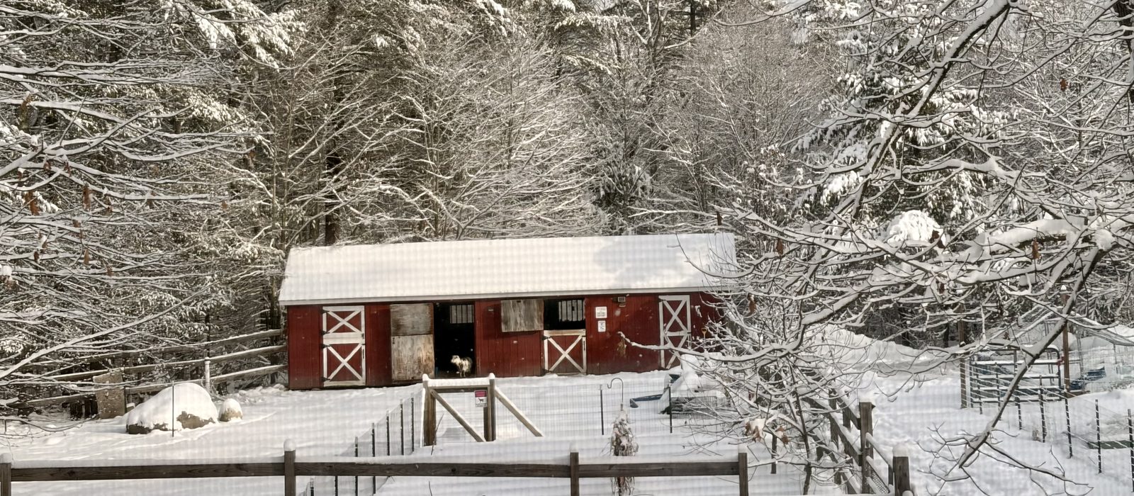 A red barn with a fenced paddock, surrounded by snow-covered pine trees